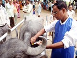 Animal insemination, Churk Uttar Pradesh